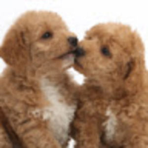 Meet your Posher, Sophia